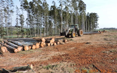 Exploração de povoamento de Eucalyptus spp. em Augusto Pestana
