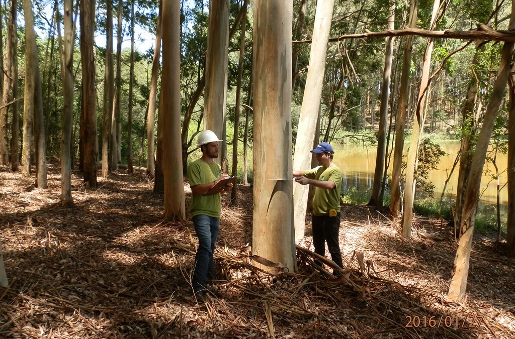 Avaliação para comercialização de Florestas Plantadas de Eucalipto e Pinus